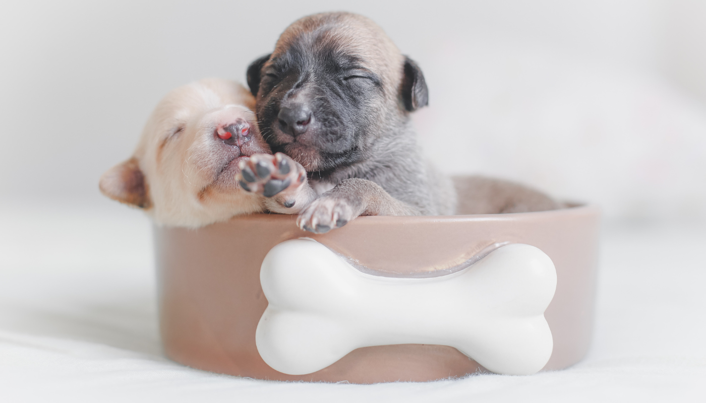 Best Dry Puppy Foods