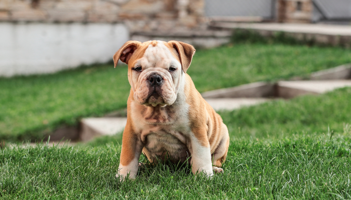 Best Shoes for English Bulldogs: Essential & Comfortable