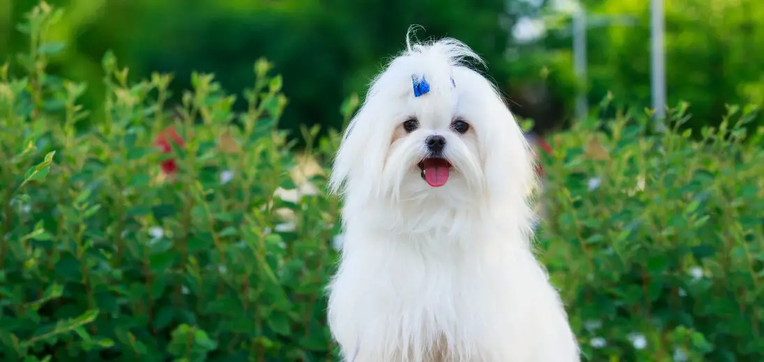 Maltese Care Guide: Tips for a Happy, Healthy Pet