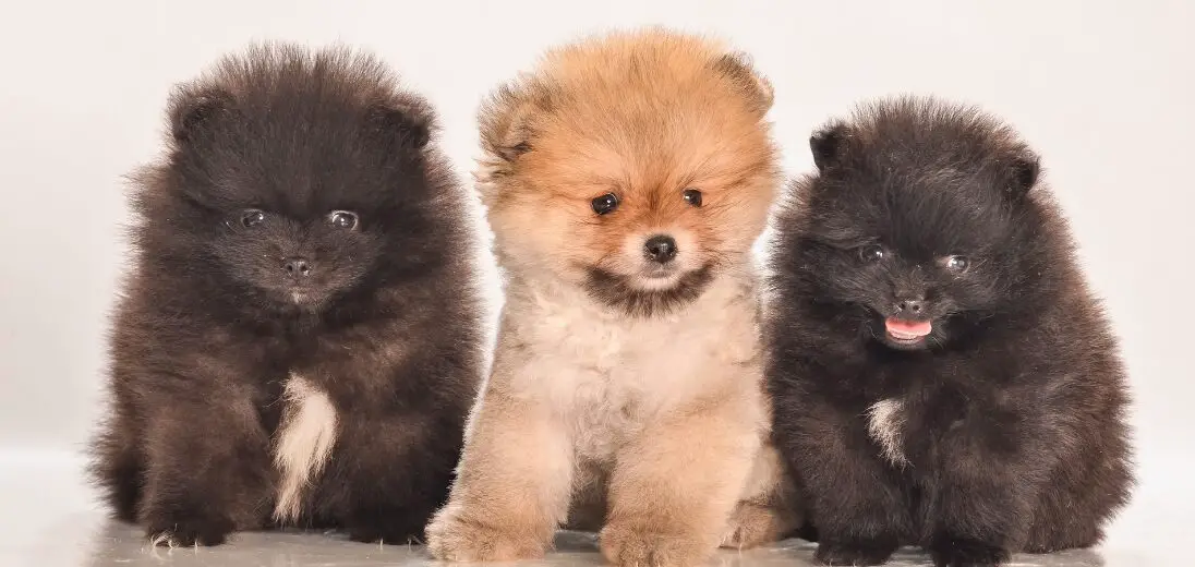 Pomeranian Care Tips: Keeping Your Furry Friend Happy and Healthy