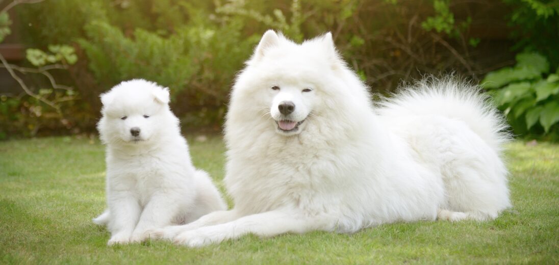 Samoyed: Adorable, Fluffy, and Friendly Dog Best Guide