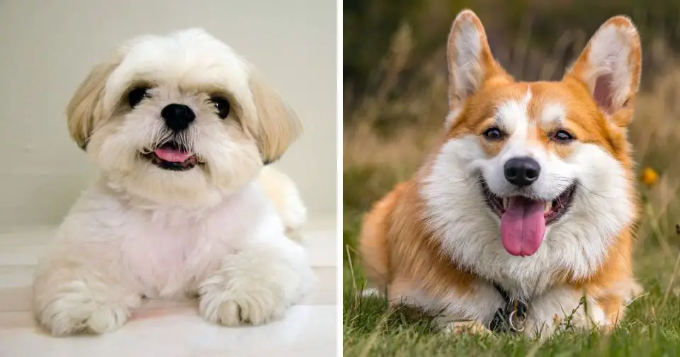 Shih Tzu Corgi Mix: Everything You Need To Know Best Guide 2024 - Dog ...