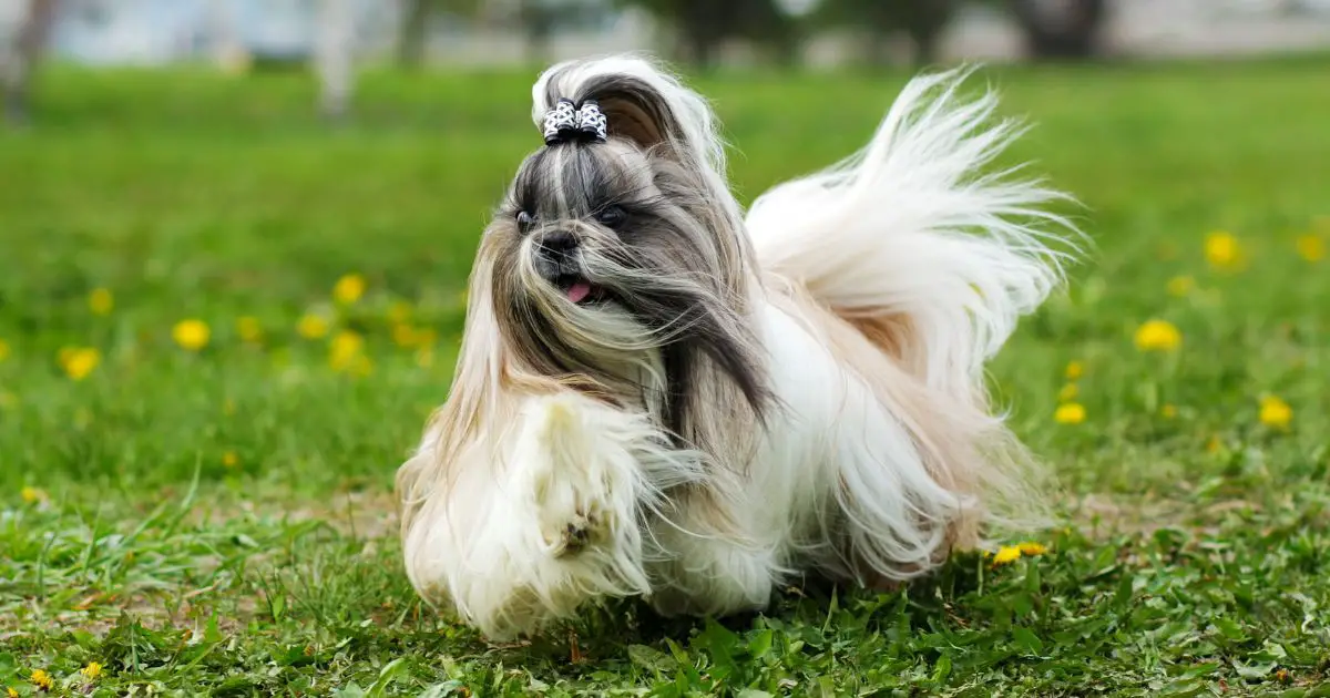 Shih Tzu Grooming Styles: A Comprehensive Guide 2024 - Dog Fluffy