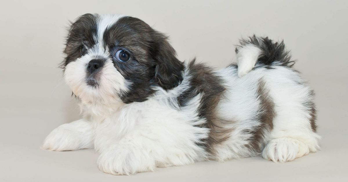 Shih Tzu Short Hair: Everything You Need To Know Best Guide 2024 - Dog ...