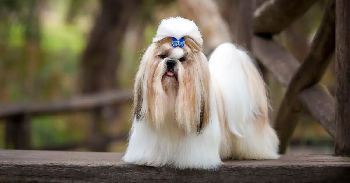Shih Tzu Grooming Styles: A Comprehensive Guide 2024 - Dog Fluffy