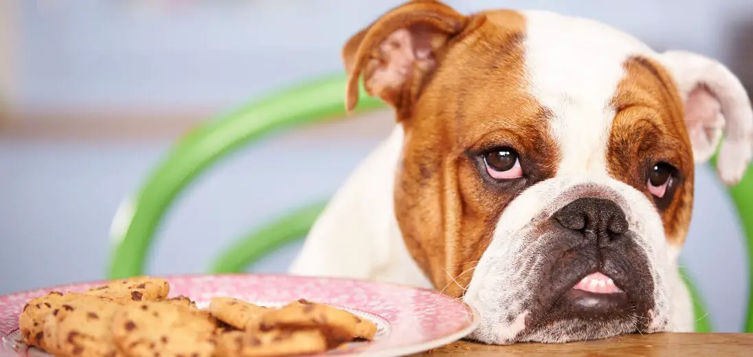 What Do Bulldogs Eat? Best Guide